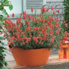 It is advisable to protect them from the afternoon sun and cold winds. 38 Plants For A Sunny Balcony Ideas Plants Balcony Plants Balcony