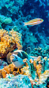 Free download directly apk from the google play store or other versions . Underwater Live Wallpaper For Android Apk Download