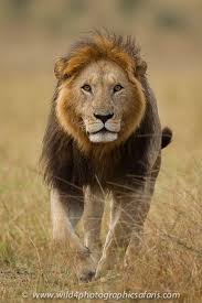 Male African Lion Front Walking Lion Walking Animals Wild Animals