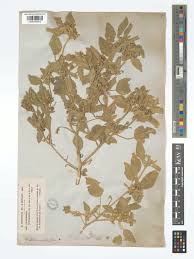 Image result for Chrozophora plicata