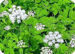 Maar ook de grote, witte wortels zijn een belangrijk kenmerk van dit onkruid. Zevenblad Is Een Lastig Onkruid Dat Moeilijk Te Bestrijden Of Uit Te Roeien Is Vernietigen Van Zevenblad