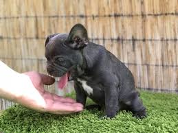 American bulldog puppies for sale. Why Adopt A French Bulldog 7 Good Reasons Tomkings Kennel