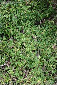 Image result for Tetragonia spicata