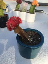 You've just read 13 effective ways to save a dying cactus or even a partly dead cactus fast and easy. Ask A Question Forum Cactus Dying Dead Garden Org