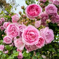 The weeping china doll is an all time favorite tree rose, the tree is covered with large trusses of small cupped flowers on long canes which arch gracefully downward. Jasmina Tall Weeping Standard