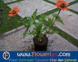 Tanaman hias bunga tasbih dikenal juga dengan nama bunga kana/ canna flower. 88 Bunga Hias Warna Orange
