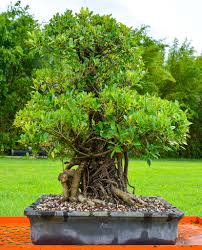 Image result for Ficus barteri