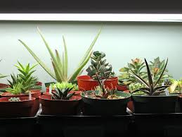 Succulent Grow Light Recommendations Mountain Crest Gardens