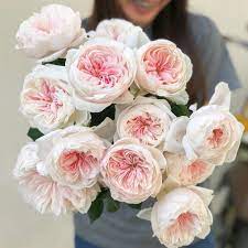 Pin On Garden Roses Grown By Alexandra Farms