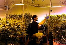 With so many grow lights out there, it can be overwhelming to choose a grow light that it comes with a hanging kit, protective glasses and power cord. Marijuana The Truth About Growing Your Own Pot The Denver Post