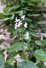 Image result for Plectranthus verticillatus