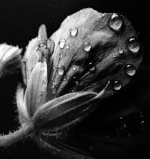 Black And White Photoshoot Ideas Black And White Photography By Jennifer Hakin Black White Photography Black White Creative Photos