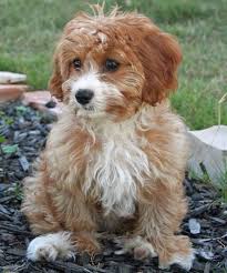 Havanese poodle mix puppies for sale florida. Havapoo Havanese X Poodle Mix Info Temperament Puppies Pictures