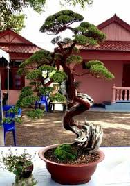Folge deiner leidenschaft bei ebay! 130 Ide Baeckea Frutescens Pohon Bonsai Bonsai Pohon