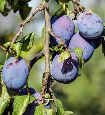 Image result for prunus domestica renkloda althana