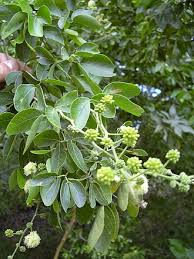 Image result for Pithecellobium dulce