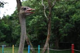 I migliori hotel e alberghi vicino a pd ostrich show farm, port dickson, malesia: Pd Ostrich Show Farm Port Dickson 2021 All You Need To Know Before You Go Tours Tickets With Photos Tripadvisor