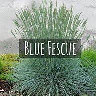 Most widespread of all popular grasses. Grasses O Toole S Garden Centers