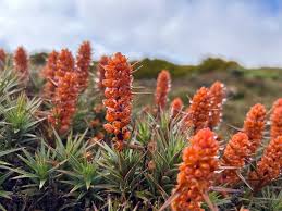 Image result for Scoparia