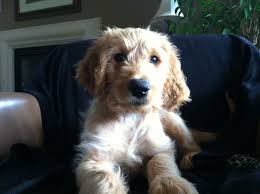 As experienced goldendoodle breeders, we are committed to raising a quality f1b and f1 goldendoodle puppy who will become a special part of its new family. F1b Goldendoodle Puppies For Sale Ontario The Y Guide