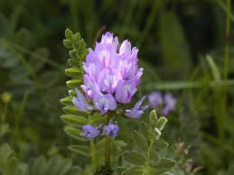 Image result for Astragalus