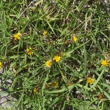 Image result for Geigeria africana