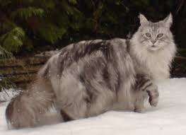 The maine coon cat of today flourished and slowly developed the distinctive characteristics uniqueto the breed. Maine Coon Kittens For Sale Near Me Petfinder