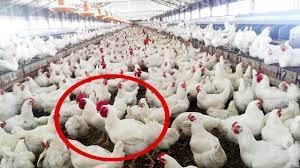 How To Start Chicken Farm Business - Organic Broiler Poultry Farming Of  Chickens & Goats - Youtube