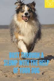 Dog Behavior Panosundaki Pin