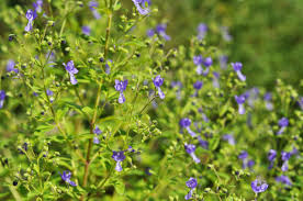 Image result for Sclerochiton coeruleus