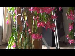 According to purdue university extension service, keeping your christmas cactus plants in a sunny location indoors is the key to prolonged blooms. 50 Year Old Christmas Cactus Youtube