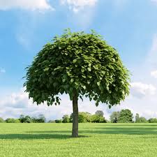 We did not find results for: Catalpa Bignonioides 5 V3 Am136 Archmodels Max C4d Obj Fbx 3d Model Evermotion
