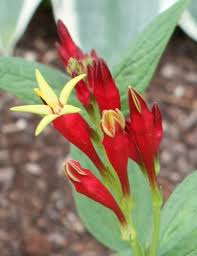 Image result for Spigelia