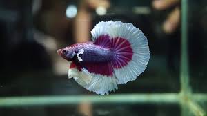 But, these death sports are extremely deadly. Rare Live Betta Fish Male Perfect Purple Red Wine Butterfly Halfmoon 1691 Youtube