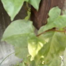 郵送 スーパー野菜 ツルムラサキ科 オカワカメのムカゴ 別名 雲南百薬 雲龍菜 ｱｶｻﾞｶｽﾞﾗ ぬるっぱ Minakin 堺の家庭用品 ガーデニング の中古あげます 譲ります ジモティーで不用品の処分