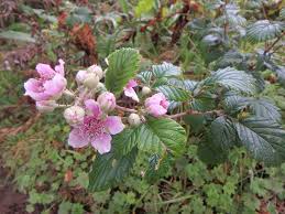 Image result for Rubus steudneri