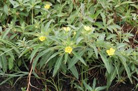 Image result for Ludwigia leptocarpa