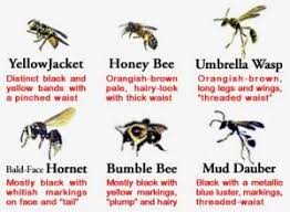 Black And White Wasp Sting Treatment Types Of Bees Wasps And Hornets Types Of Bees Bee Wasp Hornet Wasp