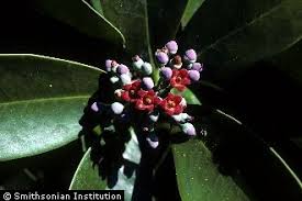 Image result for Canellaceae