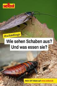 schaben selbst de schaben schadlingsbekampfung buchsbaumzunsler