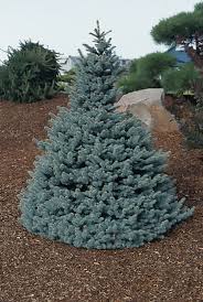In the nursery industry the spruce variant 'baby blue eyes' is sold for its eye catching silvery blue foliage and smaller landscape size making it more morphology: Baby Blue Eyes Spruce Wyoming Plant Company