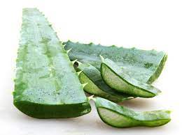 The proven health benefits of aloe vera leaf will leave you with a smile. Organic Aloe Vera Leaf Large From Real Foods