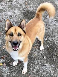 Maybe you would like to learn more about one of these? Dog For Adoption Xavier An Akita Mix In Richmond Va Petfinder