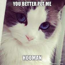 You Better Pet Me Hooman Ridiculously Photogenic Cat Make A Meme