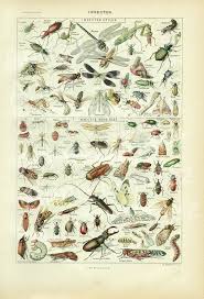 Insects Art 1922 Vintage Old Insects Print Bugs Art Biology Etsy In 2021 Vintage Insect Art Insect Print Insect Art