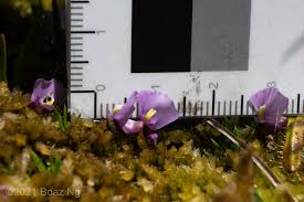 Image result for Utricularia appendiculata