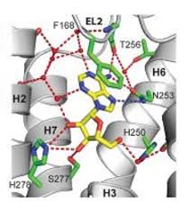 Image result for Adenosine