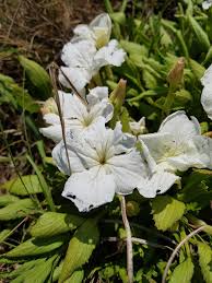 Image result for Cycnium