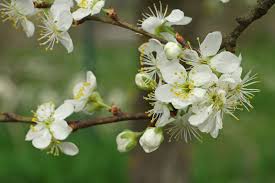 Image result for Prunus domestica