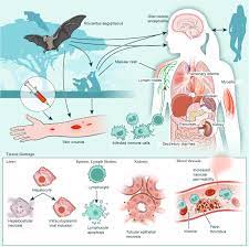 The outbreaks started in laboratory workers and then spread to healthcare workers and caregivers. Marburg Virus Pathogenesis Differences And Similarities In Humans And Animal Models Virology Journal Full Text